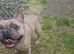 Adorable frenchie
