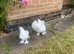 Indian fantail pair