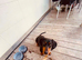 rehoming