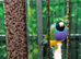 Beautiful pair of gouldian finches for sale