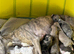 3 male puppies