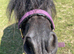 Black Miniature Shetland Mare Spsbs registered