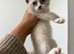 Kitten one remaining