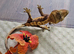 Crested Gecko Babies