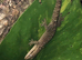Mourning Geckos with complete setup