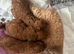 Toy poodle
