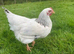 Rhode rock barred rock light sussex