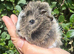 Three Male Guinea Pigs &ndash; Ready for Their Forever Homes