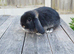 Mini lop bunnies ( updated:05/06/26)