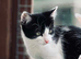 Spot & Dot Brother Kittens