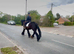 Stella Friesan x cob mare super safe!