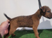 Lakeland terrier