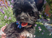 LAST GIRL! Mini Black Yorkshire Terrier