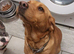 Kc reg red lab bitch