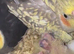 Proven pair of cockatiels