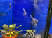 Metallic Blue Angelfish (Pterophyllum scalare)