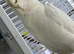 Cockatoo Glasgow