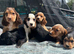 show type cocker spaniels