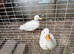 call duck