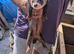 Ferrets for sale
