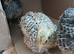 3 Week Old Quails