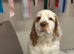 1 kc reg show male puppy