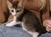 Adorable mixed litter of kittens