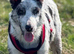 Blue Merle collie