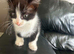 3 kittens. 2 boys 1 girl
