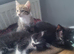 4 cute kittens