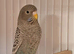 Beautiful blackface budgies