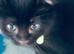 4 Lovely Kittens<3 READY NOW!! Looking Forever Home