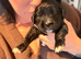 Stunning Ultra Bernedoodle puppies