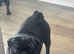 Pug stud
