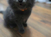 6 Maine Coon Kittens