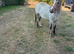 4 yr old Welsh mare