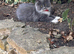 Stunning Maine coon cross Ragdoll