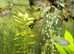 Tropical Molly's and plants