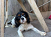 Cavapoo