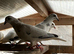 I have 4 pair Racing Pigeon for sale
