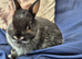 3 Male Pure Netherland Dwarfs
