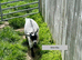 Pygmy Goat kids. pure bred.