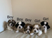 Malshi puppies