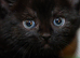 Adorable Kittens Looking for Loving Homes – £30 Each