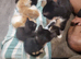 I have a litter of 5 mixed colored kittens for sale