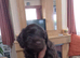 Cocker spaniels last two females
