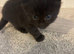 Beautiful kittens o