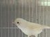 Yellow Diamorphic Canary Hens x 2