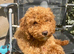 ABSOLUTELY BEAUTIFUL F2 COCKAPOO GIRL