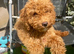 EXCEPTIONAL F2 COCKAPOO GIRL PUP